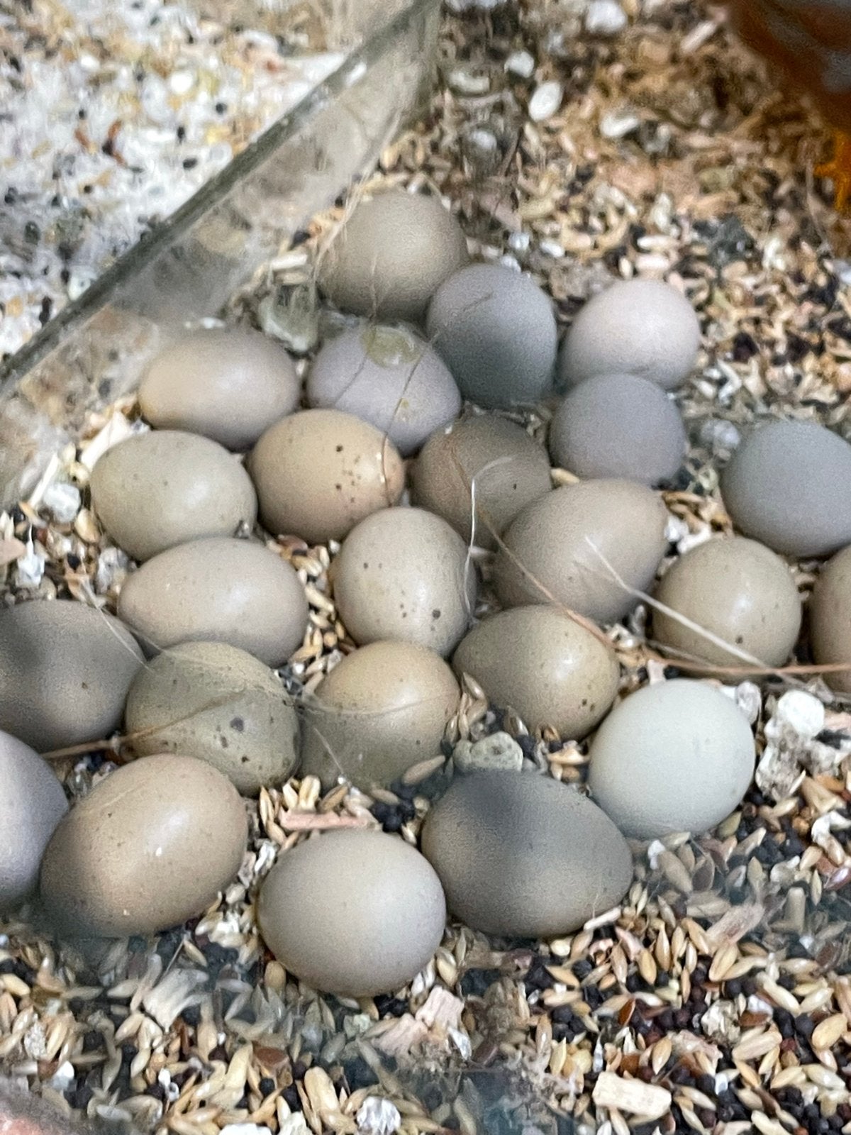 Chineese dwerg kwartel eieren, Dieren en Toebehoren