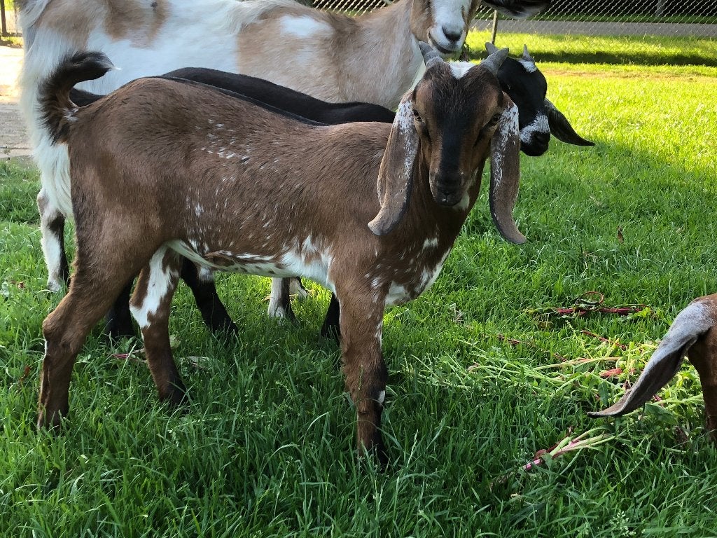 Geiten, Dieren en Toebehoren, Schapen, Geiten en Varkens, Mannelijk, Geit, 0 tot 2 jaar