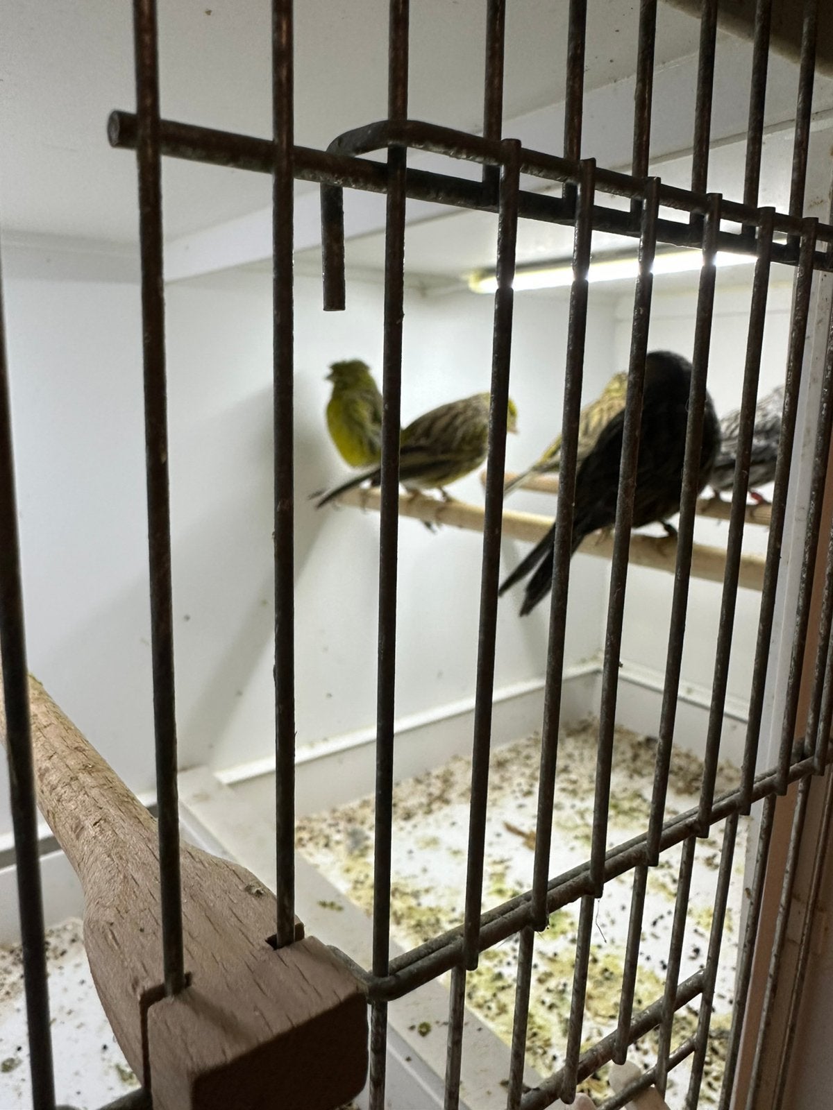 Kanarie poppen, Dieren en Toebehoren, Vogels | Kanaries, Vrouwelijk, Kleurkanarie