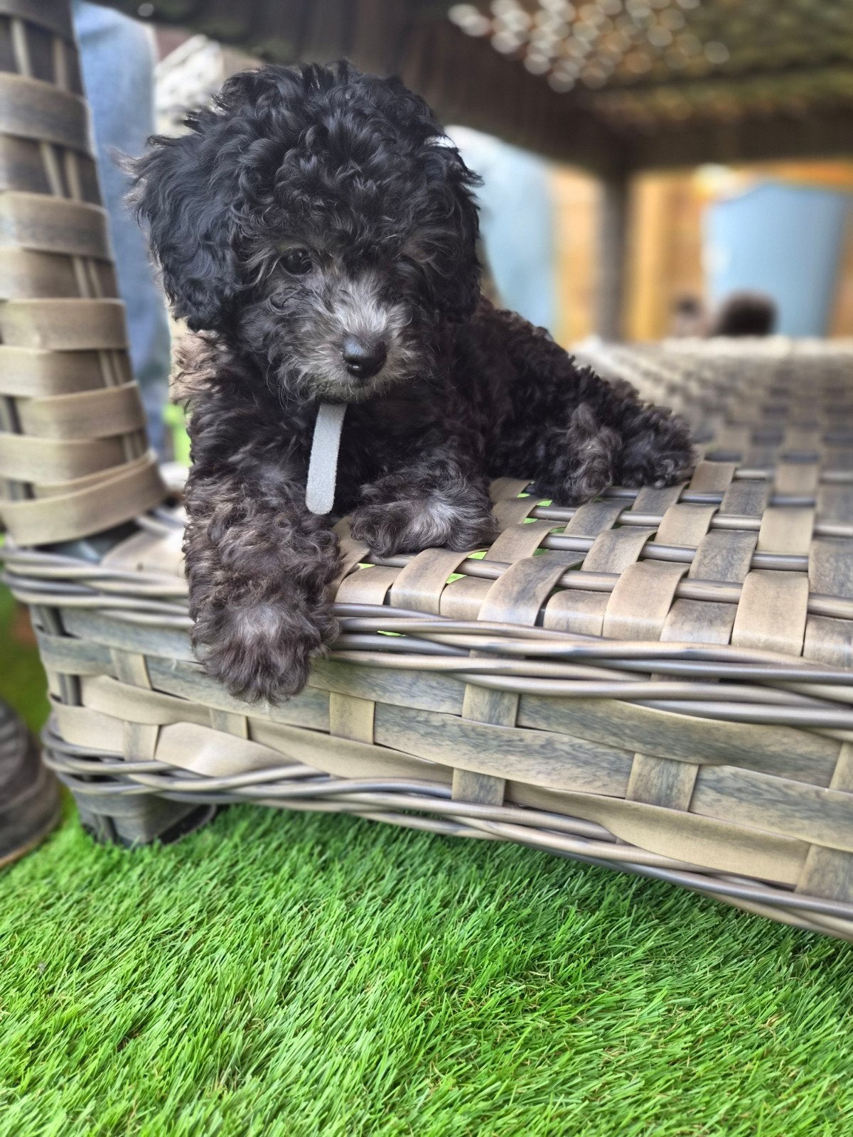 toy-dwergpoedel pups, Parvo, 8 tot 15 weken, Meerdere, Meerdere dieren