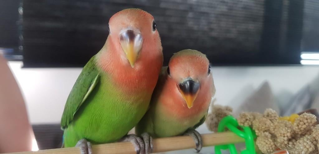 VERWACHT | Jonge Baby Agapornis | Fischeri | Div. Kleuren, Meerdere dieren, Dwergpapegaai of Agapornis, Pratend
