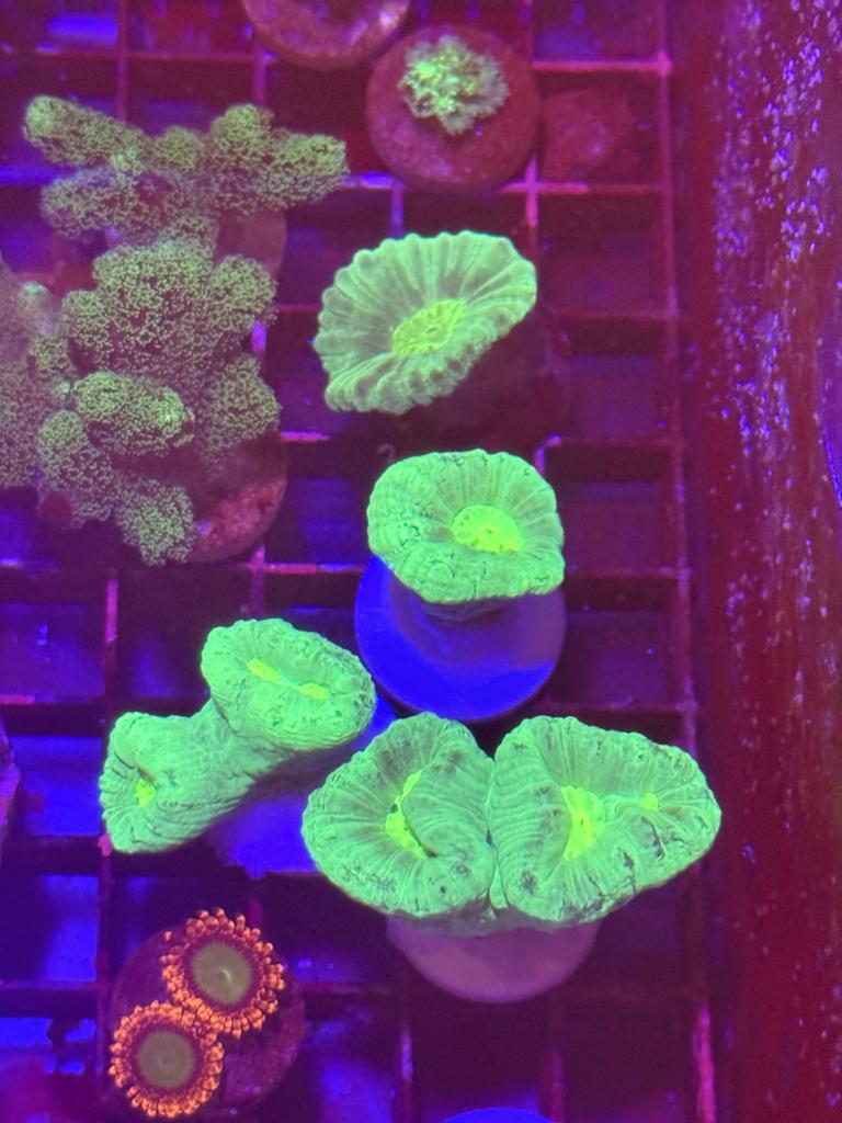 Caulustrea - stylophora - clavularia, Dieren en Toebehoren, Vissen | Aquariumvissen, Overige typen