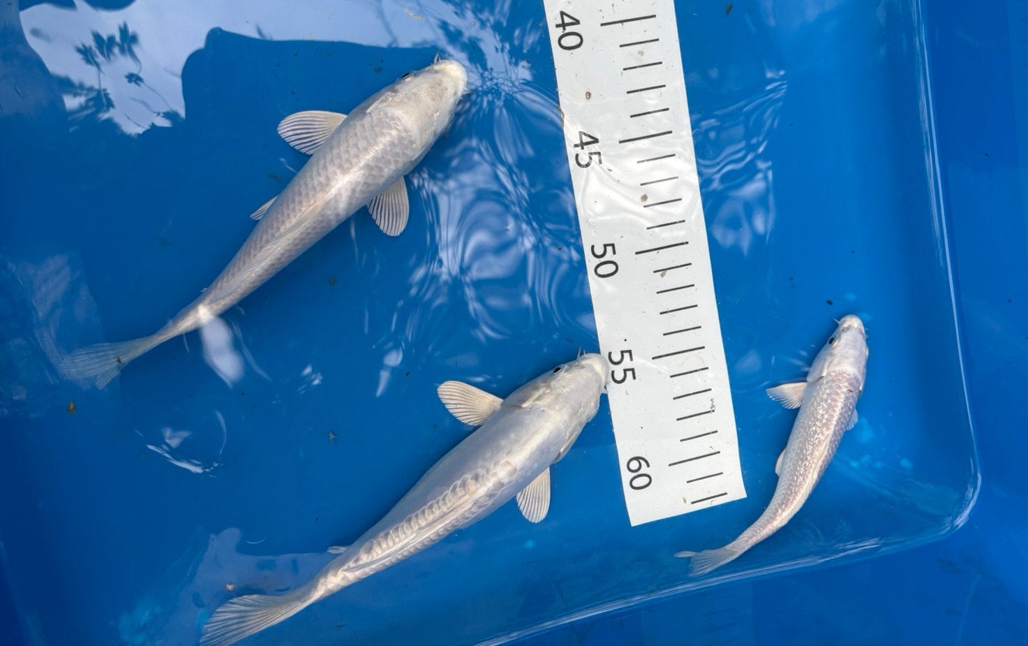 Japanse WITTE kois! Platinum top kwaliteit!, Karper of Koi