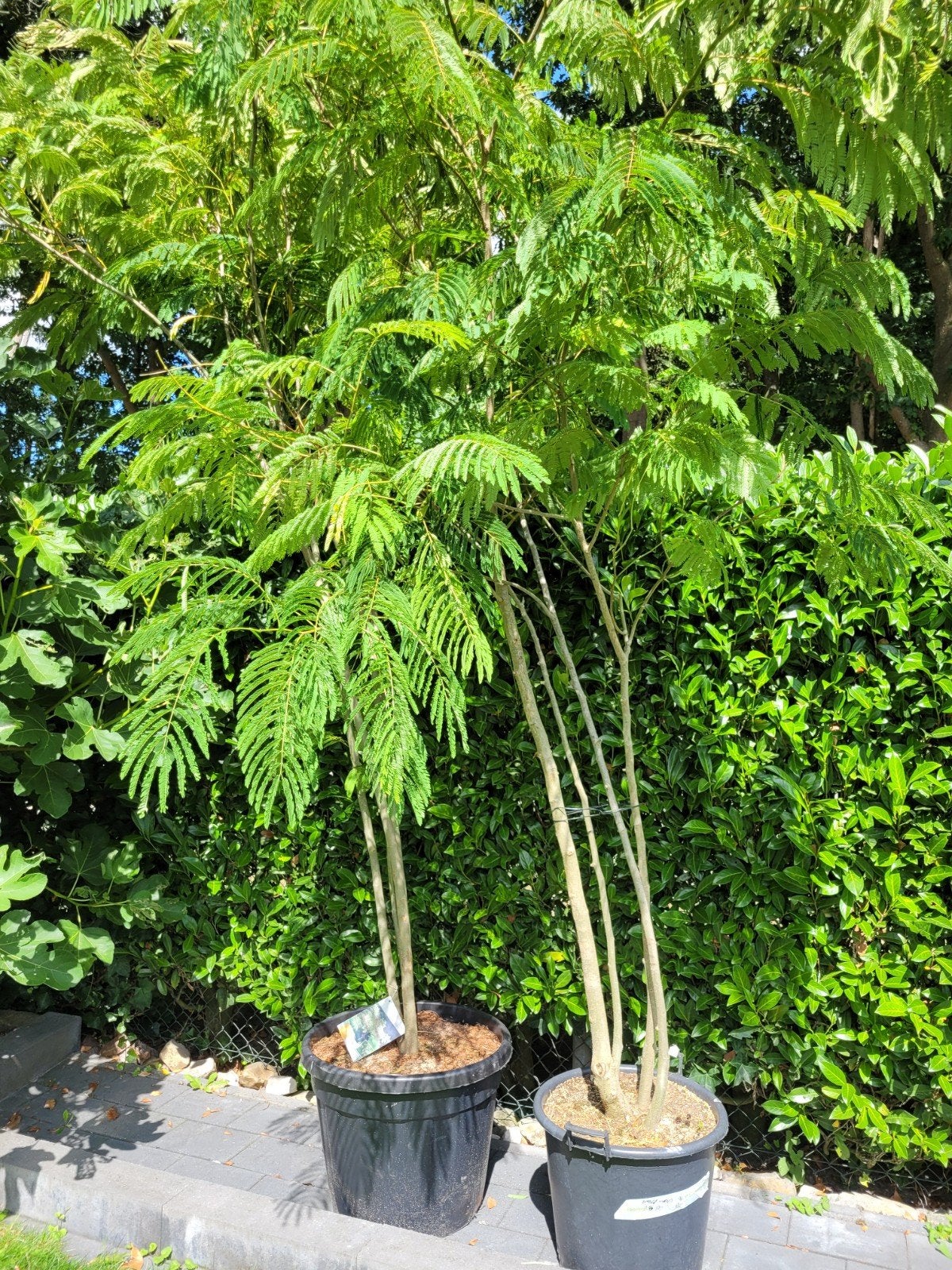 Albizia Julibrissin Slaapboom Meerstammige 3m+, Ophalen