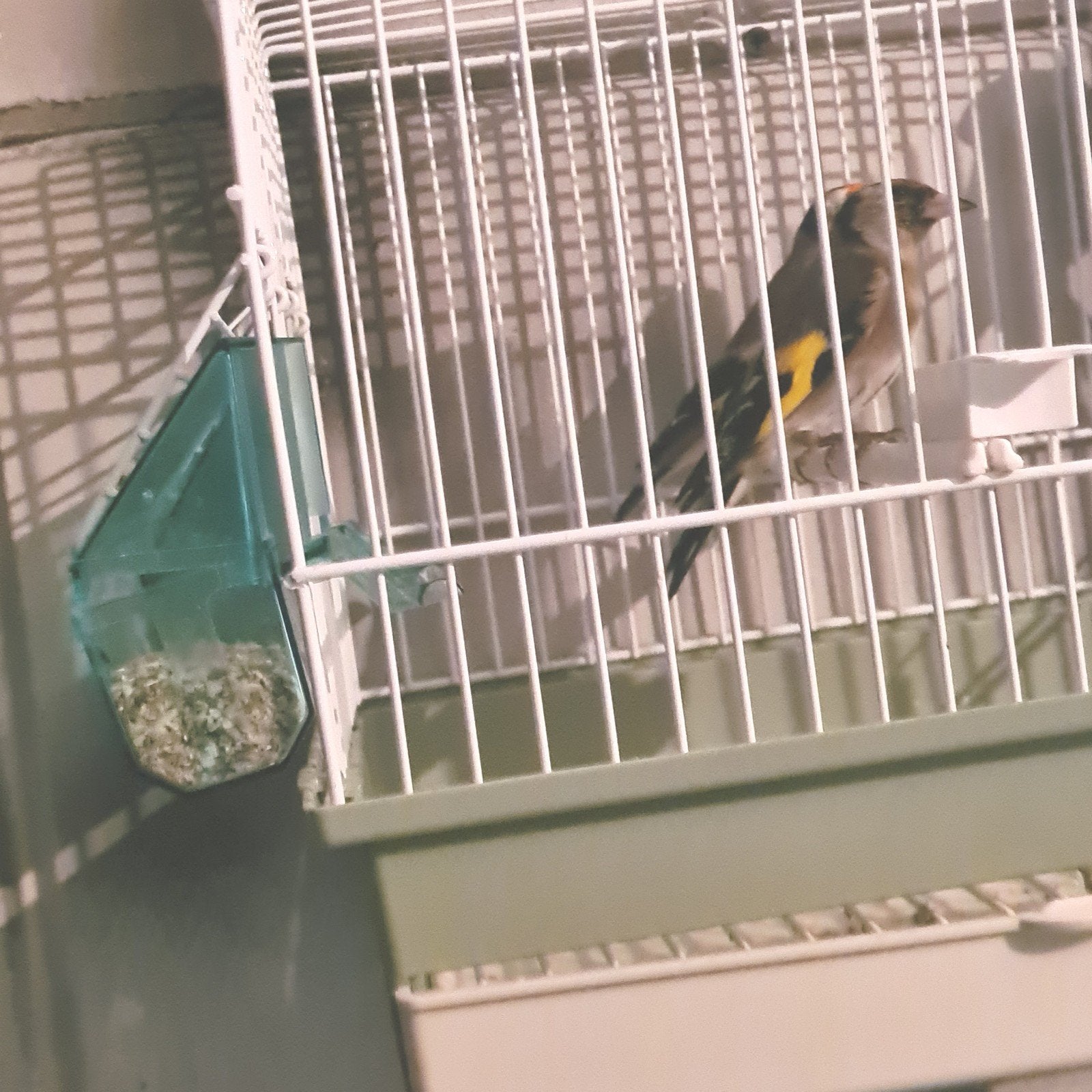 parva putters koppel geringd 2024 2025, Dieren en Toebehoren, Meerdere dieren, Wildzangvogel, Geringd