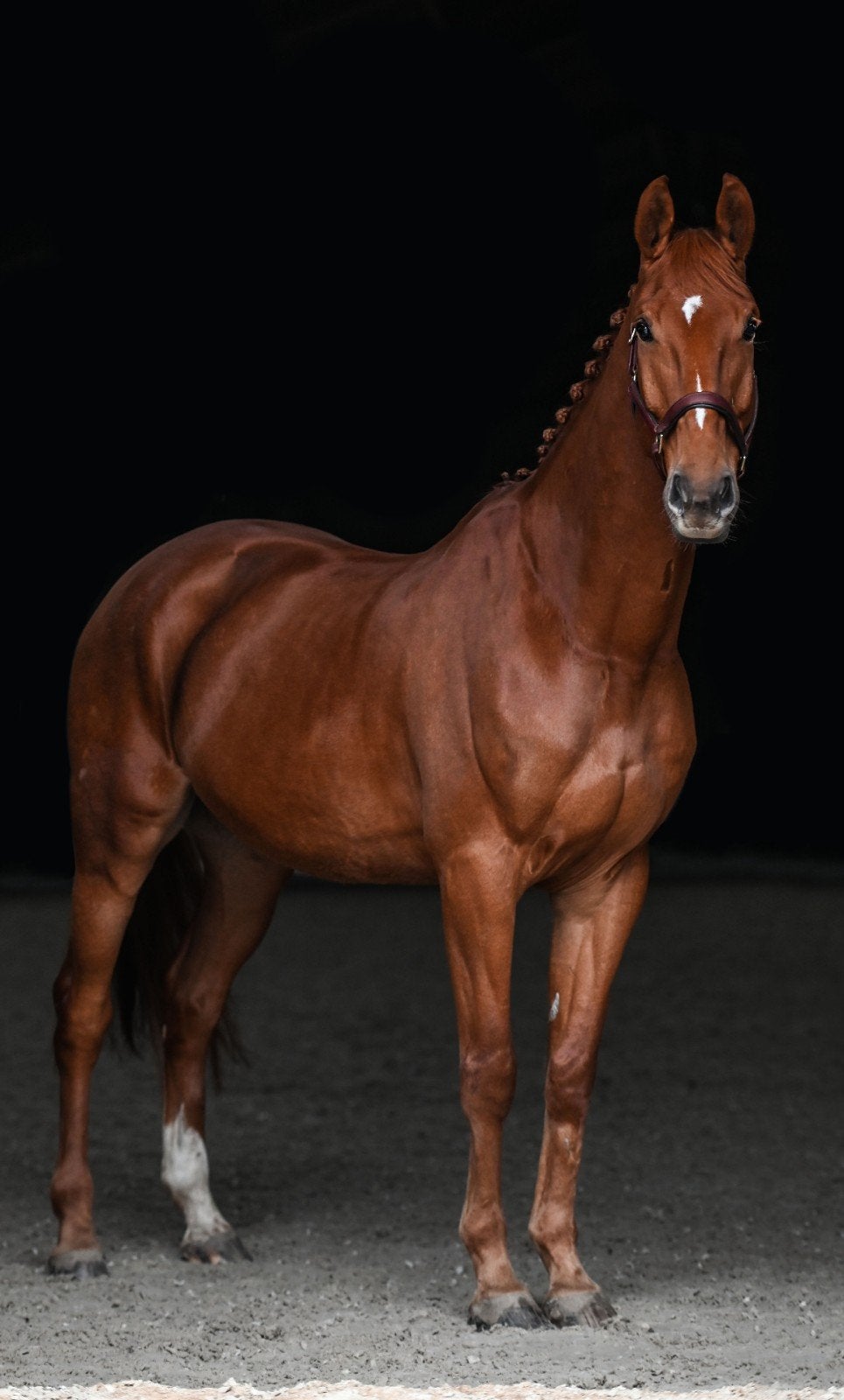 Jack: lieve allround ruin, Dieren en Toebehoren, Paarden, Ruin, L, 175 cm of meer, 11 jaar of ouder