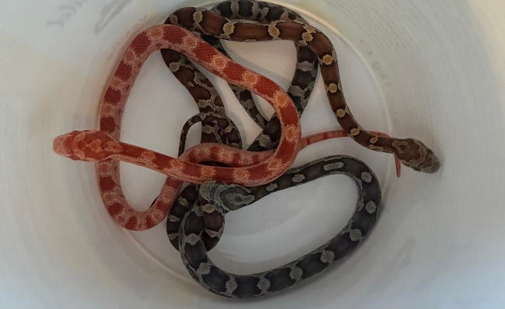 Rattenslangen nk ‘25 Rat Snake - unknown for sale from MDil