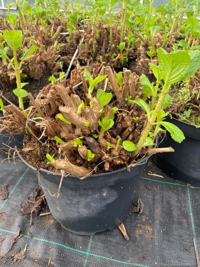 Partij hortensia planten, lichtblauw, Vaste plant, Halfschaduw, Zomer, Ophalen