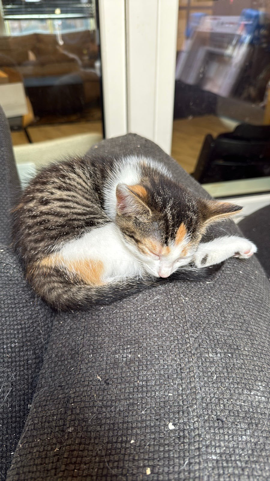 Kittens, Dieren en Toebehoren, Katten en Kittens | Overige Katten, Kortharig, Meerdere dieren, 0 tot 2 jaar