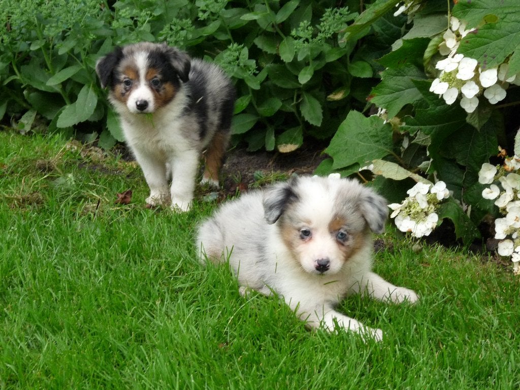 border collie pups  bordercollie pups, Parvo, 8 tot 15 weken, Collie, Meerdere