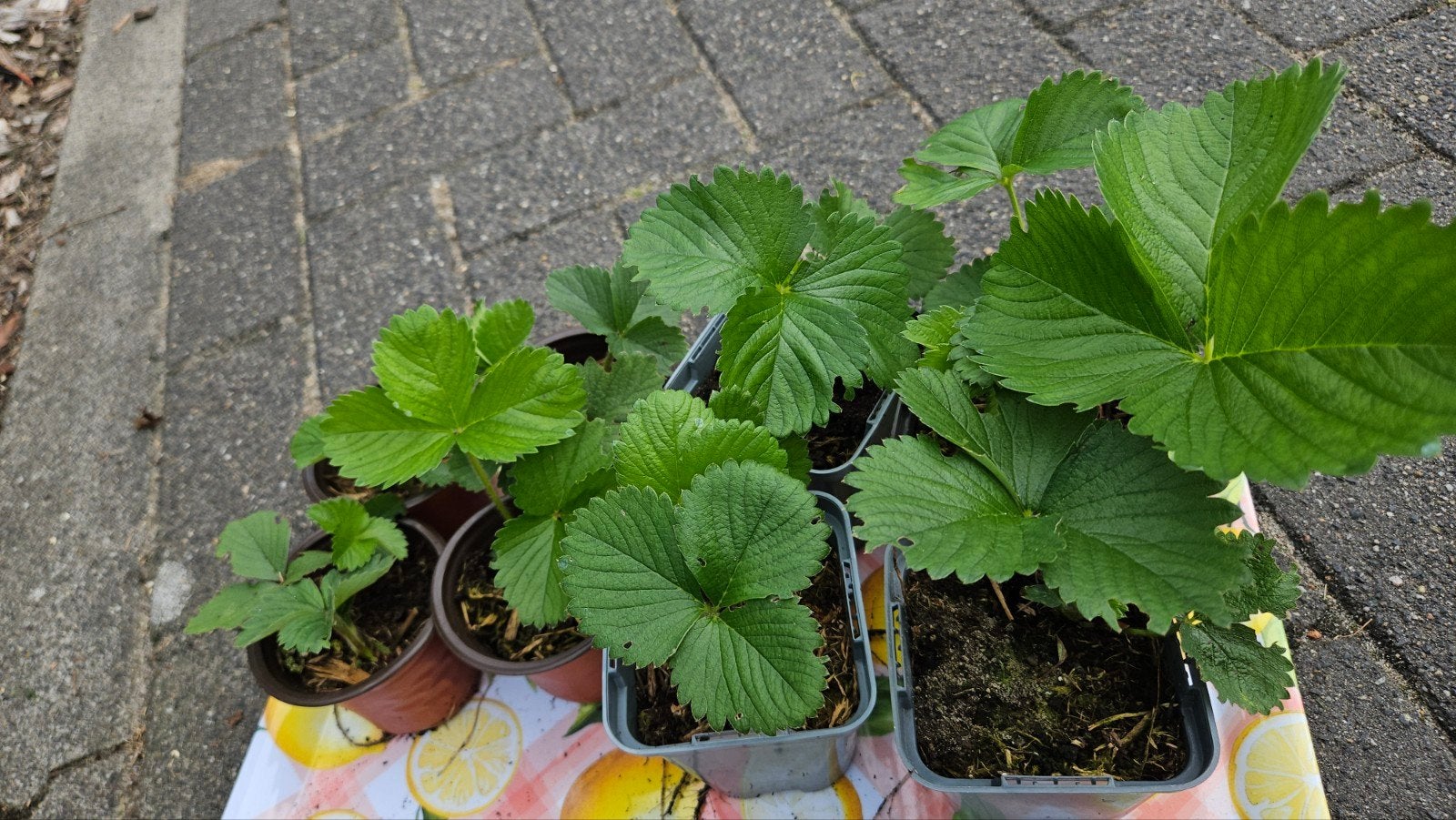Verse Aardbeien Stekjes, Volle zon, Vaste plant, Ophalen of Verzenden, Fruitplanten