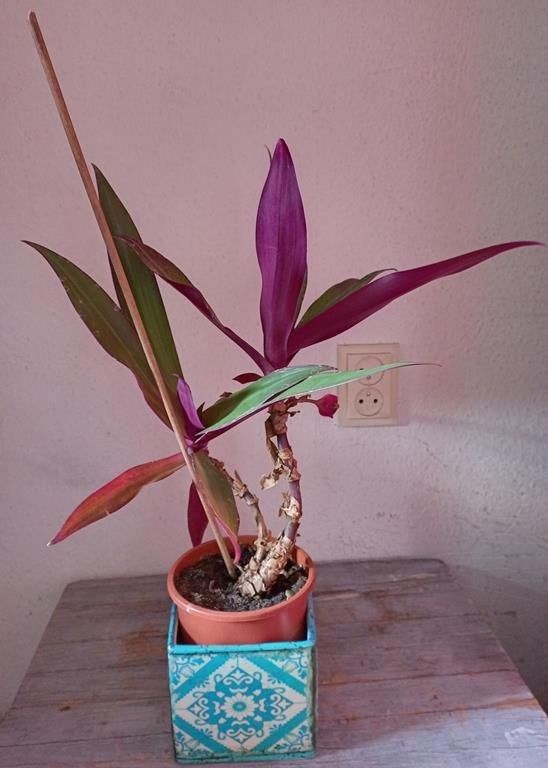 Tradescantia spathacea, vaderplant, Rhoeo, Overige soorten, In pot, Minder dan 100 cm, Bloeiende kamerplant