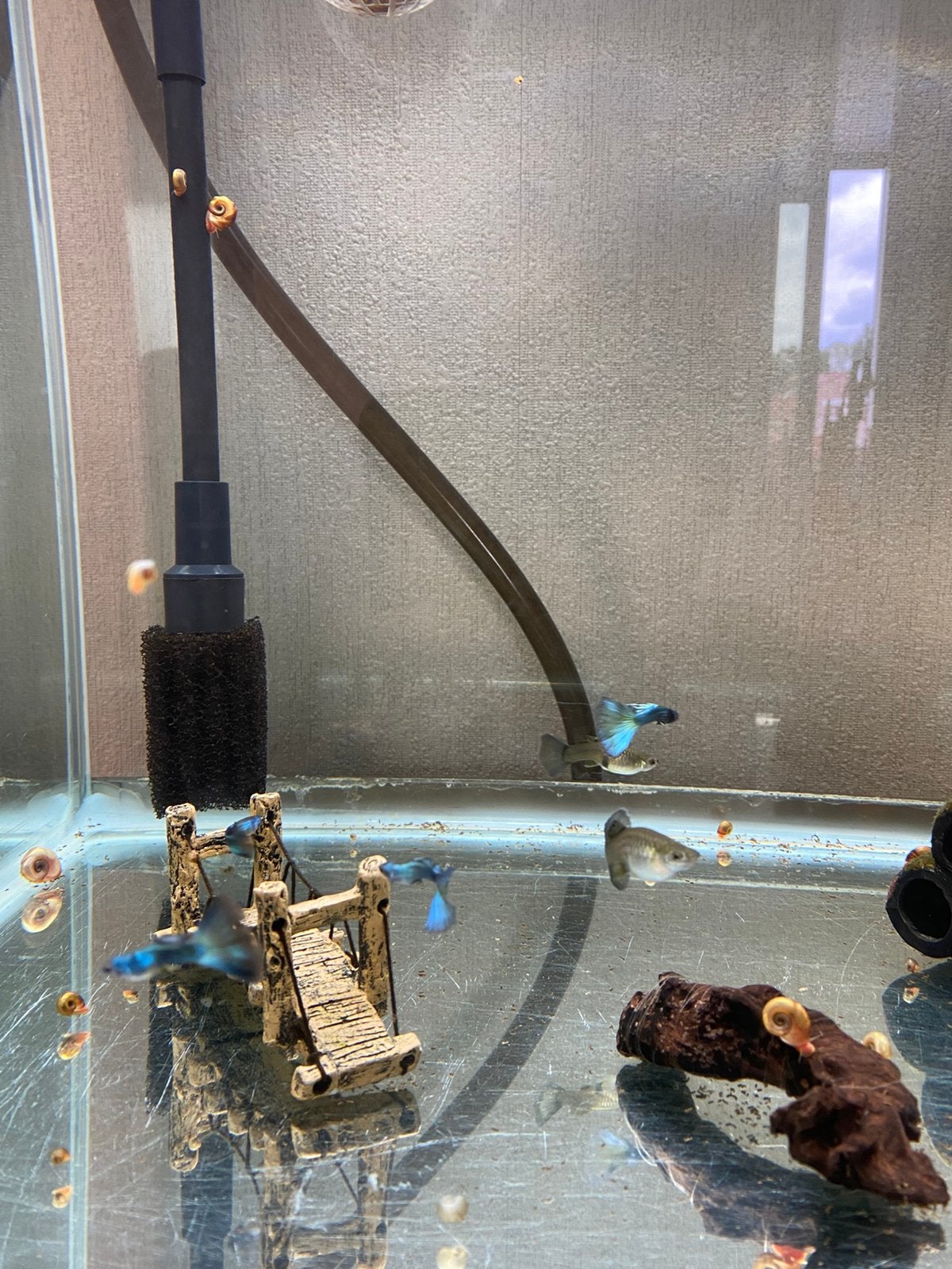 Blue Moscow Guppy – koppel – zeldzame bloedlijn, Vis