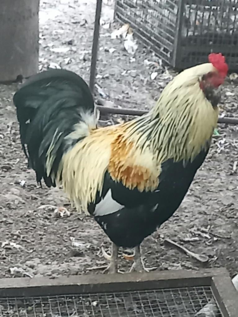 Araucanas, haan en hen met staart en baard, taerwe, Dieren en Toebehoren, Pluimvee, Meerdere dieren, Kip