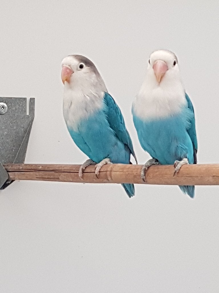 Fischerie, Dieren en Toebehoren, Vogels | Parkieten en Papegaaien, Mannelijk, Dwergpapegaai of Agapornis, Geringd