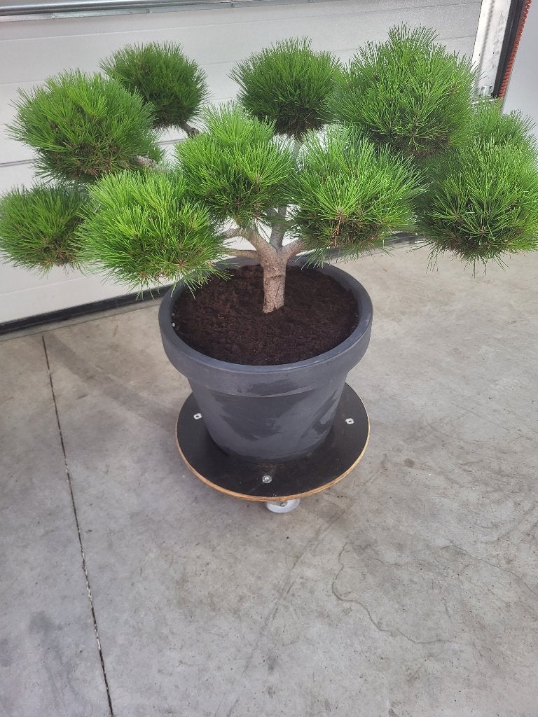 Pinus Brepo Bonsai, Bloeit niet, Overige soorten, Minder dan 100 cm, Ophalen