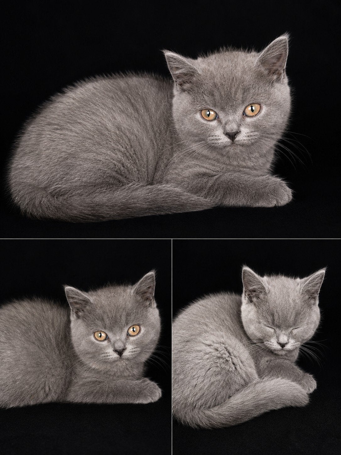 Prachtige Britse Korthaar kittens 11 weken, Dieren en Toebehoren