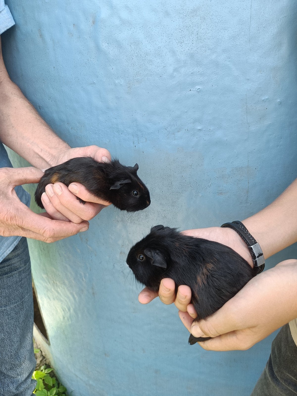 cavia, Dieren en Toebehoren, Juli, Vrouwelijk, Cavia