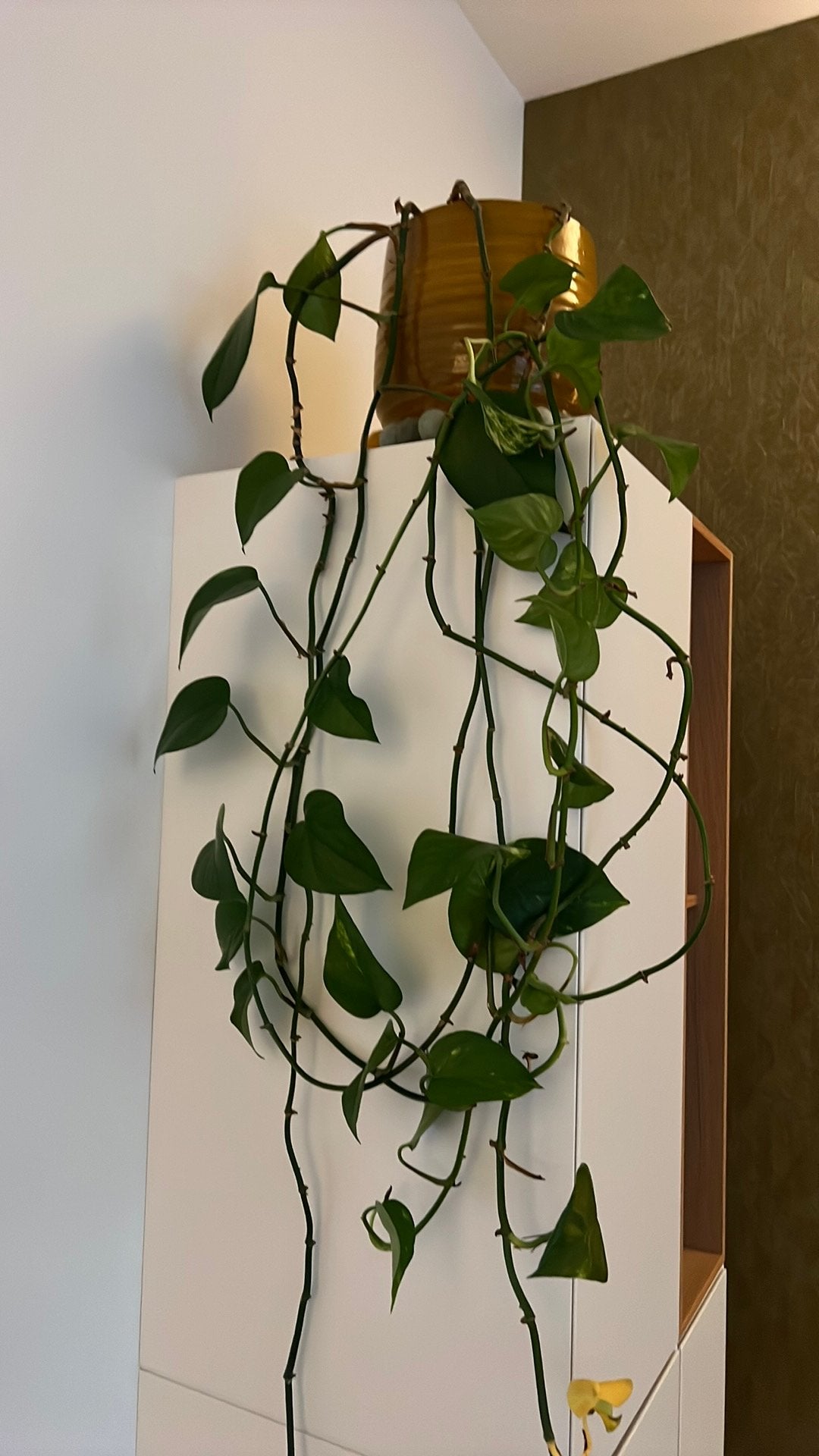 Kamerplant, Ophalen, Overige soorten, Halfschaduw, Minder dan 100 cm