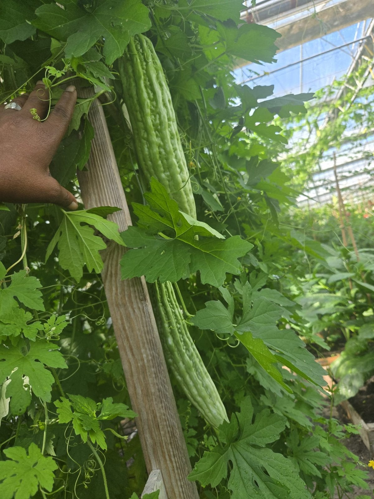 Sopropo uit eigen tuin, biologisch, Tuin en Terras, Bloembollen en Zaden, Ophalen, Volle zon