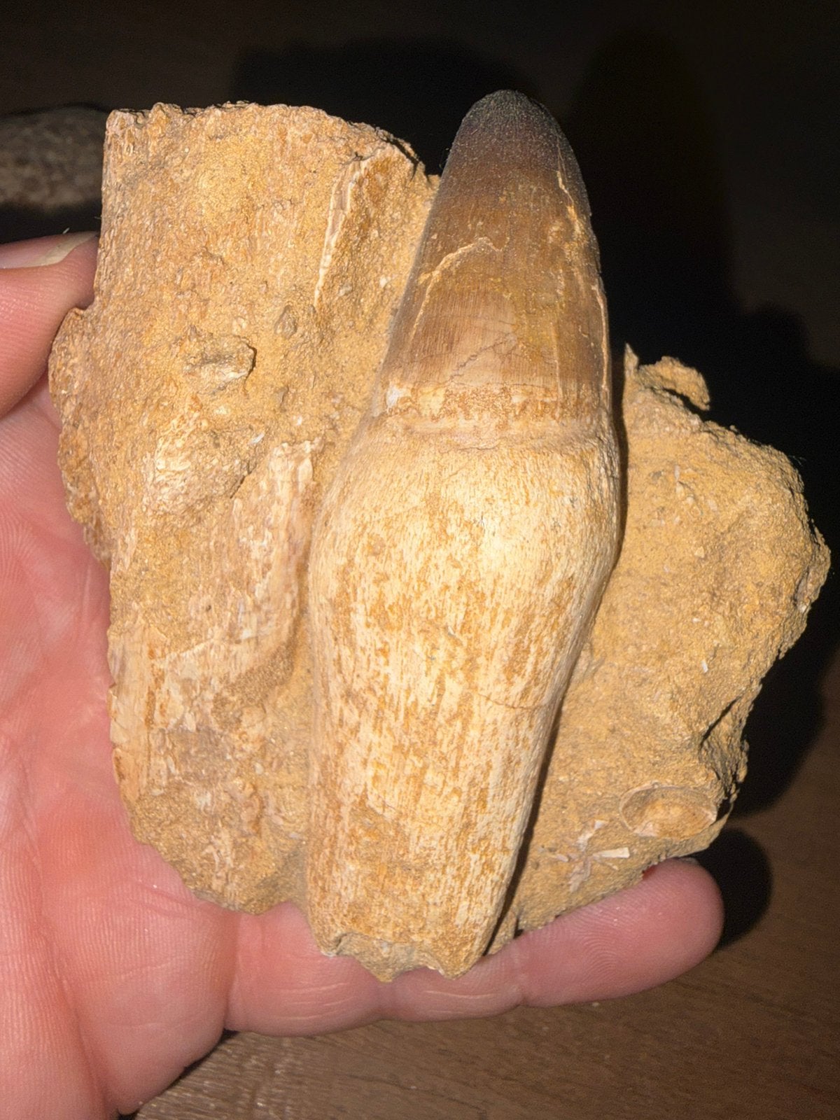 Gewortelde mosasaurus tand., Ophalen of Verzenden, Fossiel