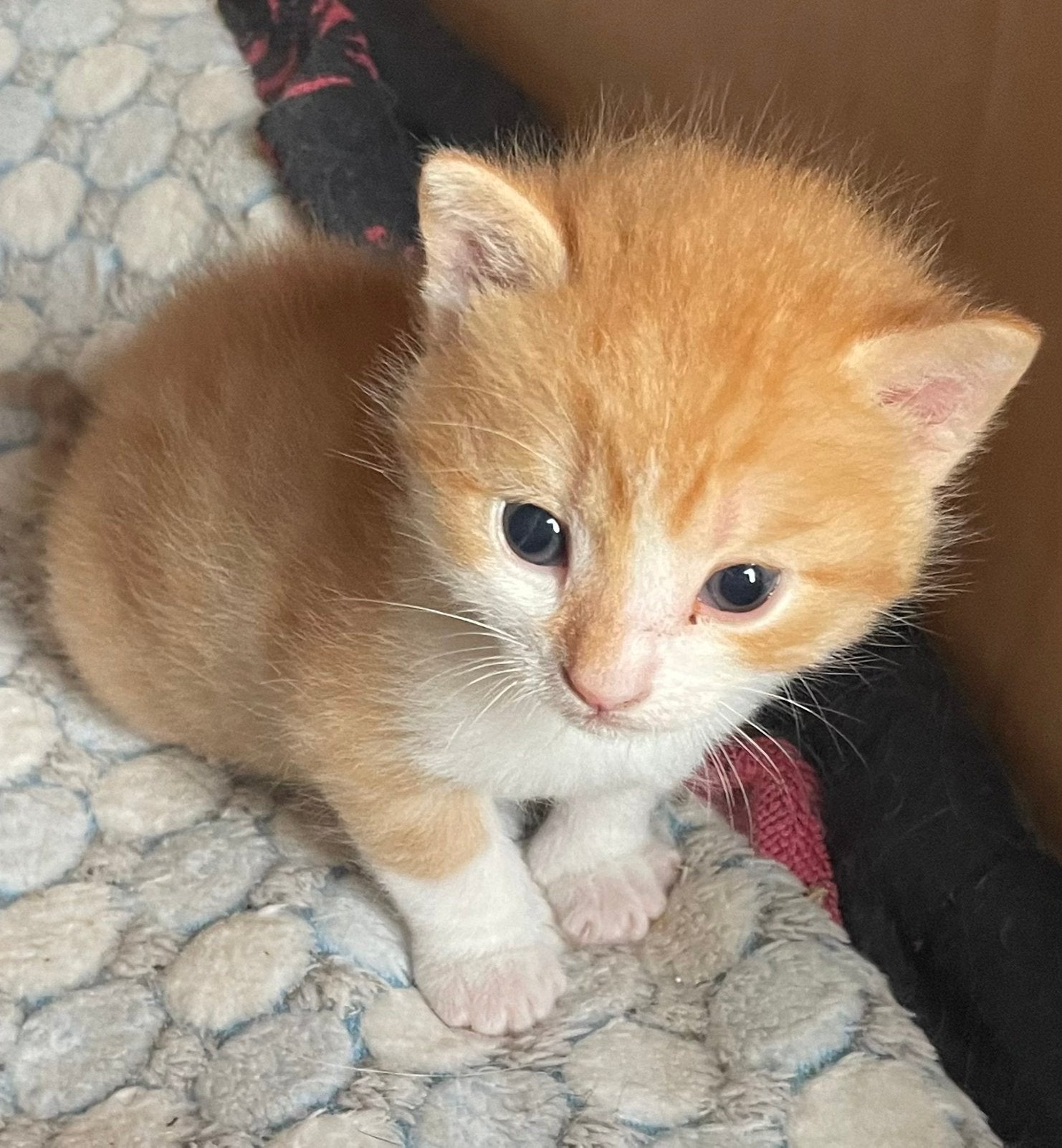 Nog 1 hele mooie lieve rode kitten 😻, Kater, Kortharig, 0 tot 2 jaar