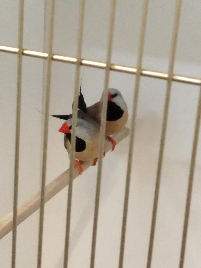 1-1 roodsnavel spitsstaartamadine geringd 2025, Dieren en Toebehoren, Vogels | Overige Vogels, Meerdere dieren, Geringd