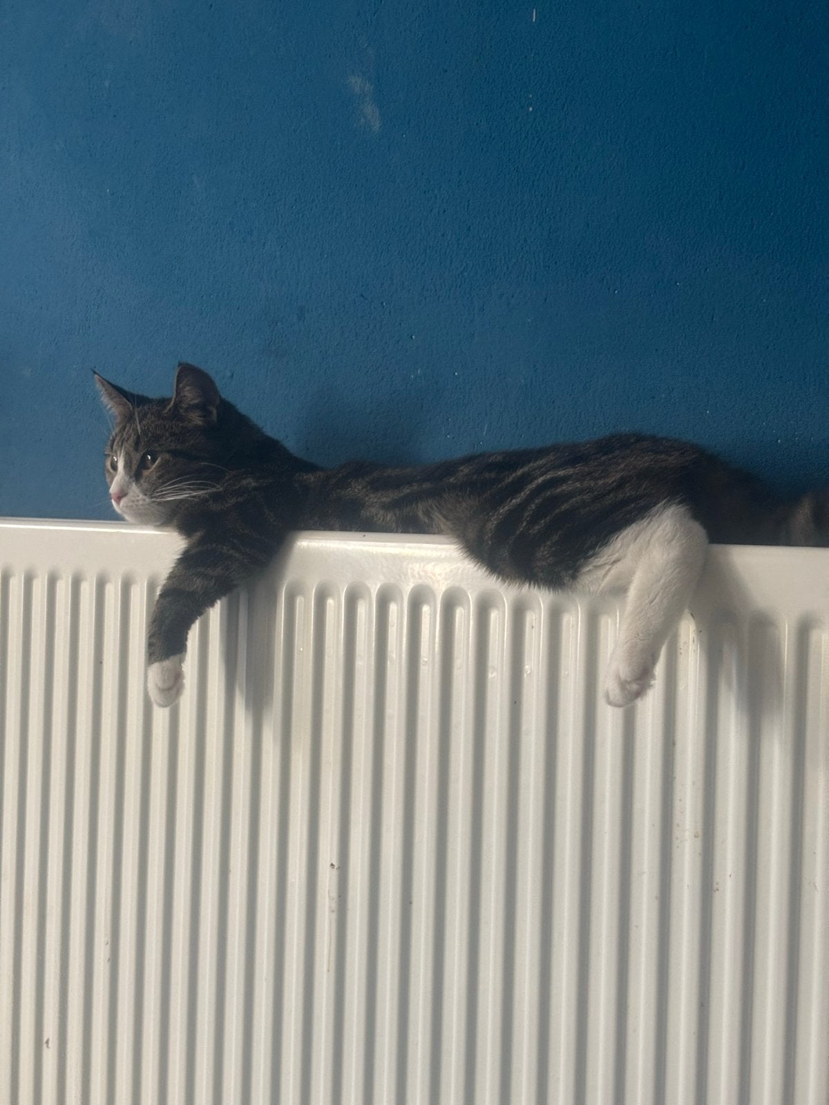 Lieve poes, Poes