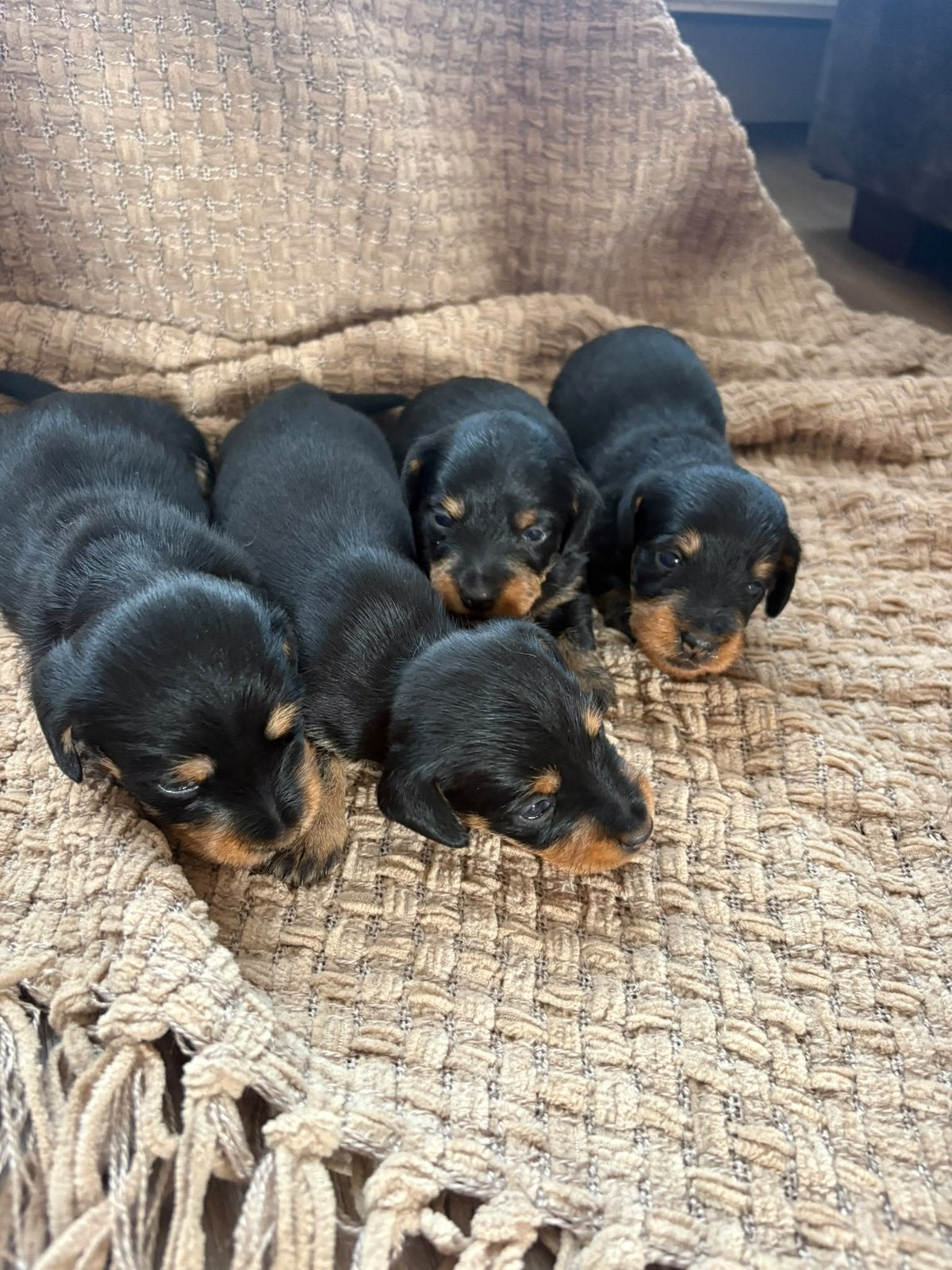 Te koop black and tan ruwharige dwergteckel pups, Dieren en Toebehoren, Honden | Teckels en Dashonden, 8 tot 15 weken, Dwerg, Meerdere