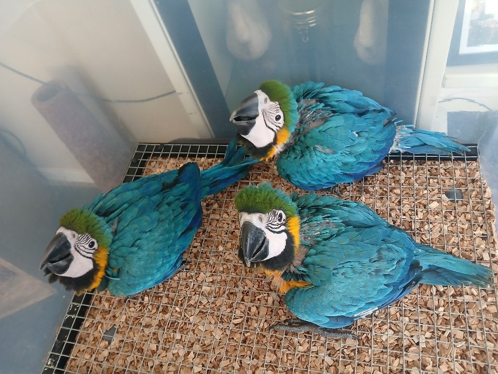 Blauw gele Ara kuikens, Meerdere dieren, Papegaai, Tam