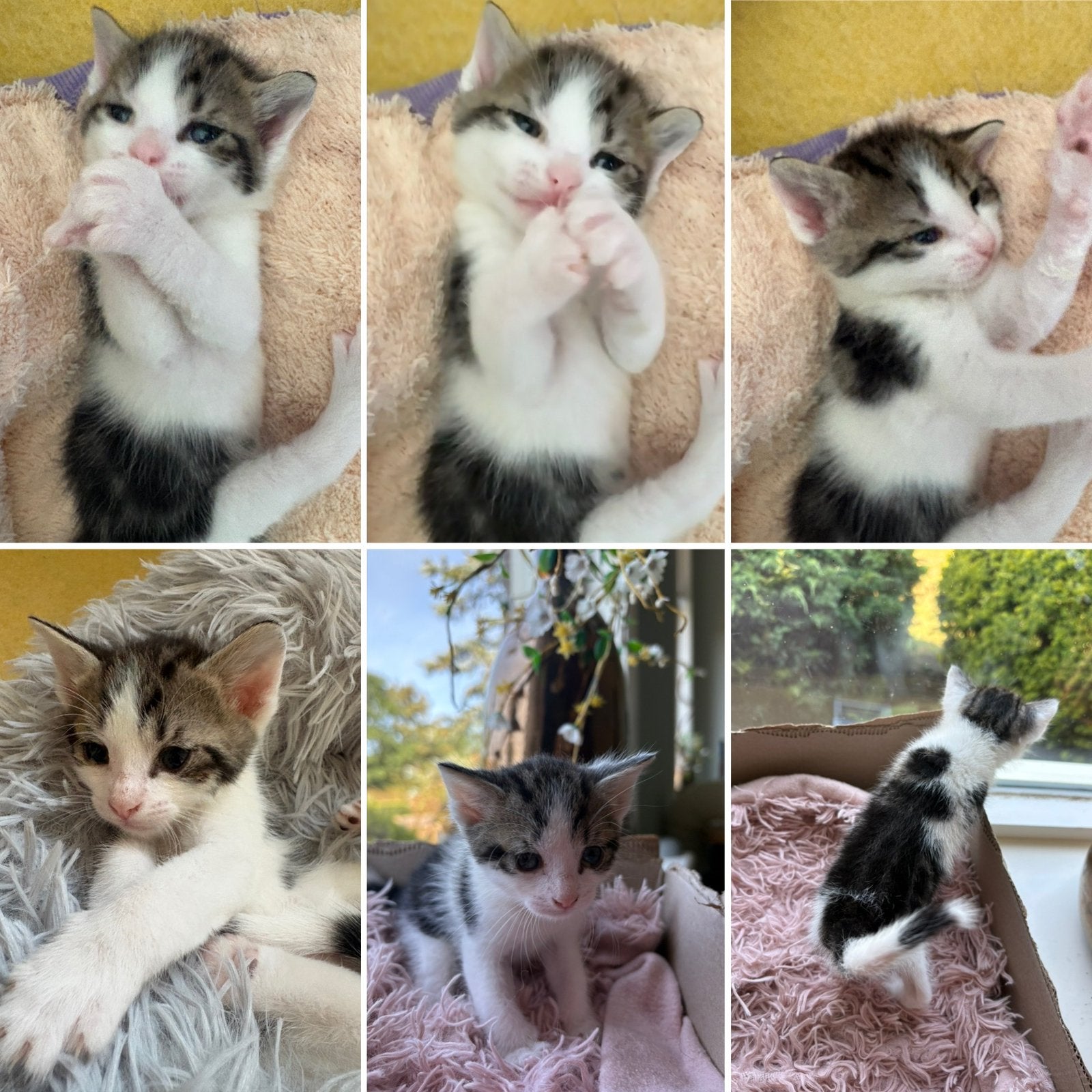 Europese korthaar kittens, Dieren en Toebehoren, Katten en Kittens | Overige Katten, Meerdere dieren, Kortharig, 0 tot 2 jaar