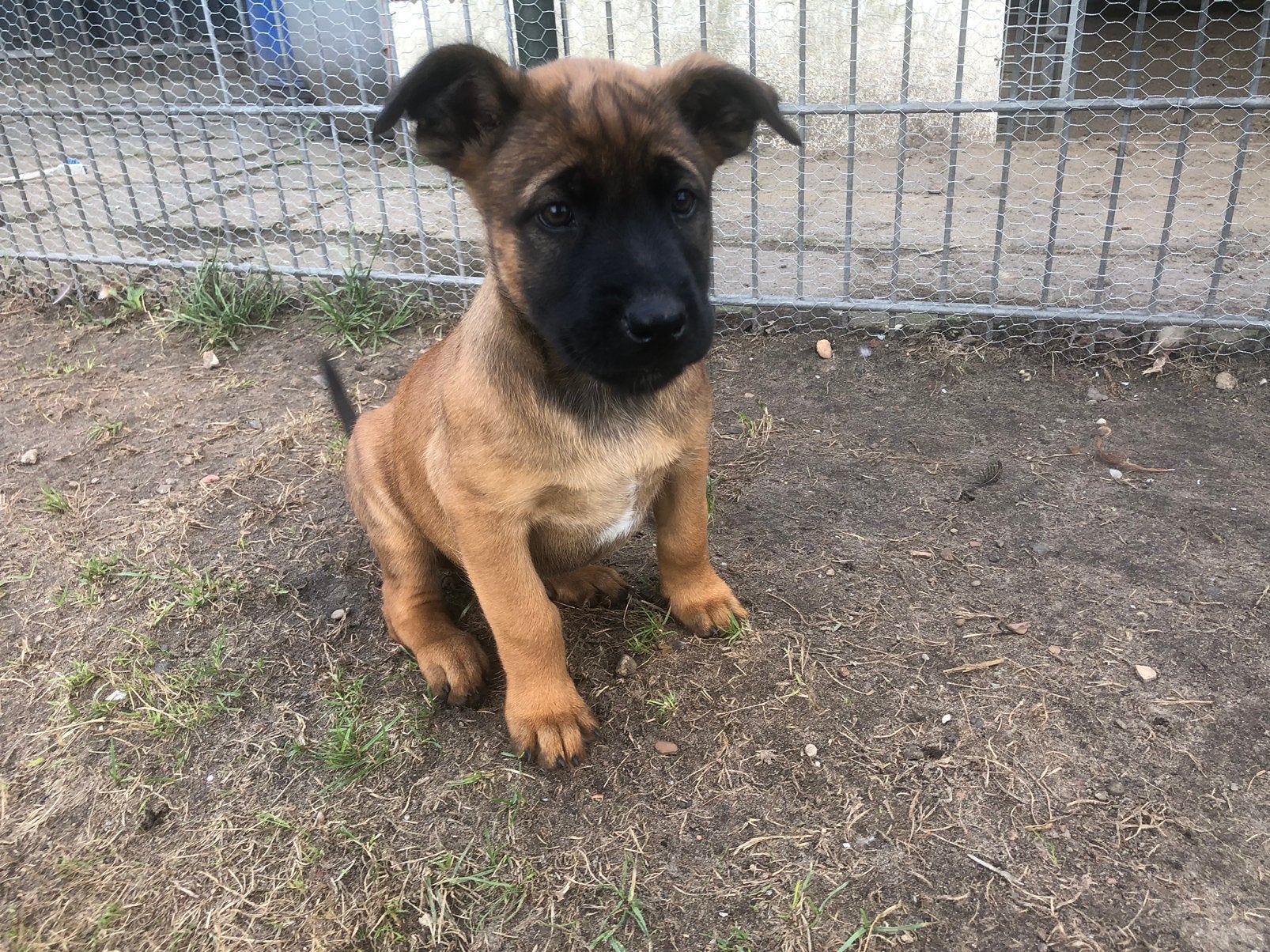 Te Koop prachtige roodbruine mechelse herder pups, 8 tot 15 weken, Meerdere, Meerdere dieren, Herder