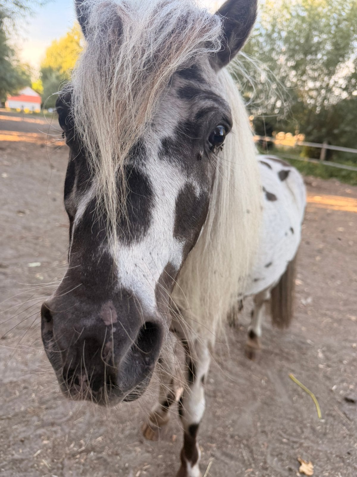 Lieve shetlandpony hengst, Hengst
