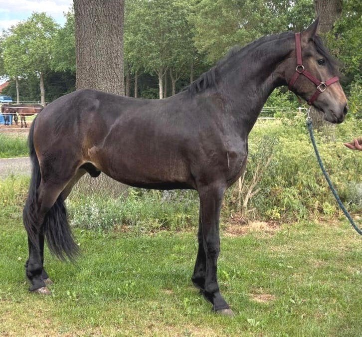 Superbrave 2 jr Barock Pinto ruin van Bartele 472, Dieren en Toebehoren, Paarden, Ruin, Onbeleerd, Met stamboom, 0 tot 2 jaar
