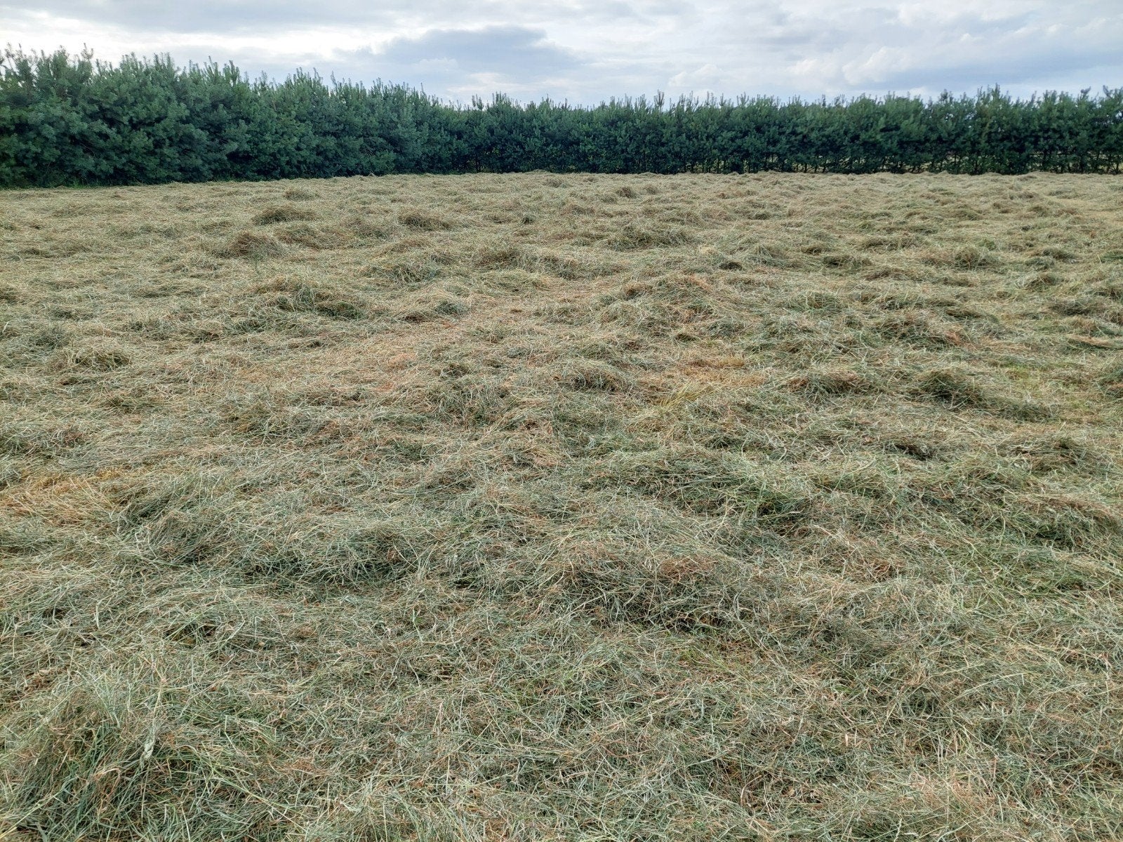 Weidehooi rechtstreeks vh land., Ophalen, Vee
