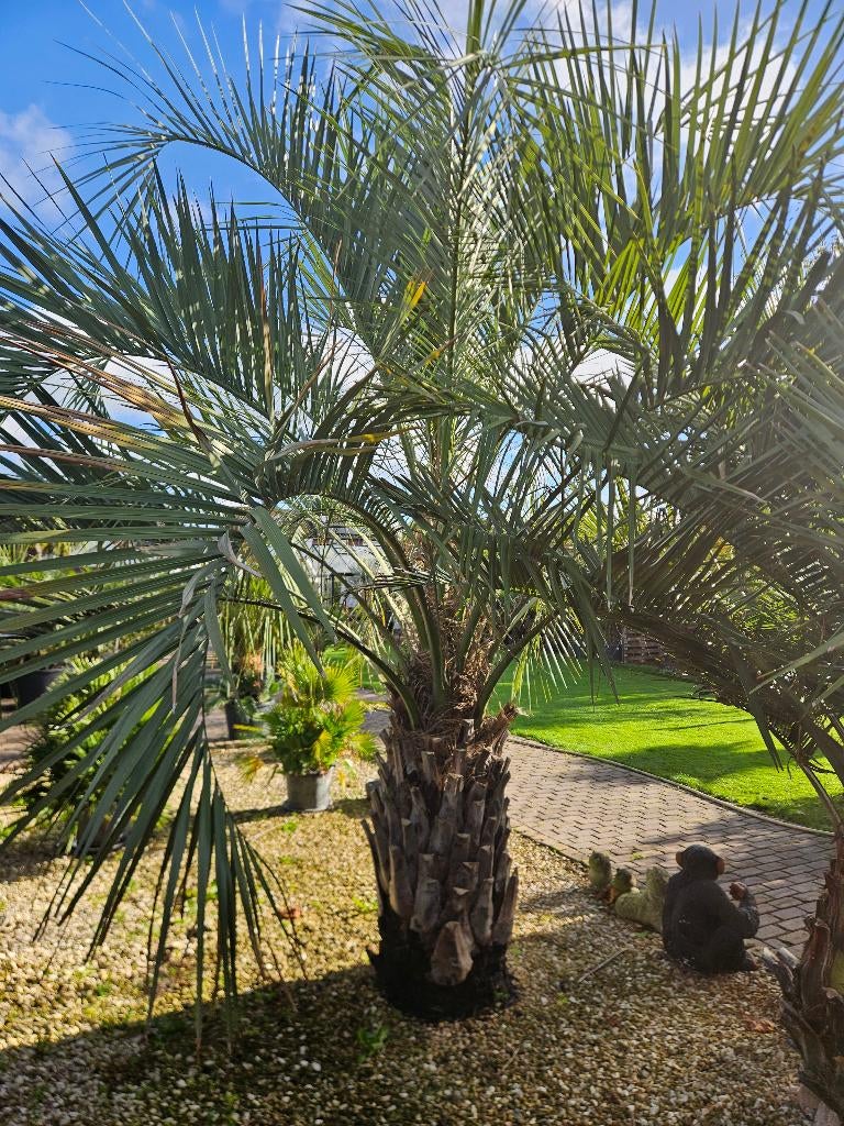 TE KOOP: BUTIA CAPITATA 120/140CM STAMHOOGTE, Ophalen, Halfschaduw, 250 tot 400 cm, Zomer