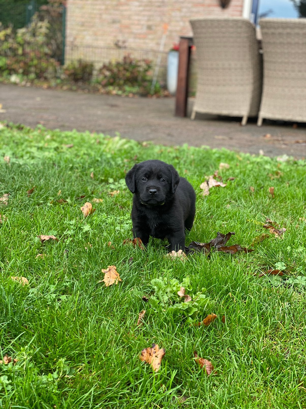 1 prachtig zwarte labrador reutje met stamboom, Parvo, 8 tot 15 weken, Labrador retriever, Meerdere