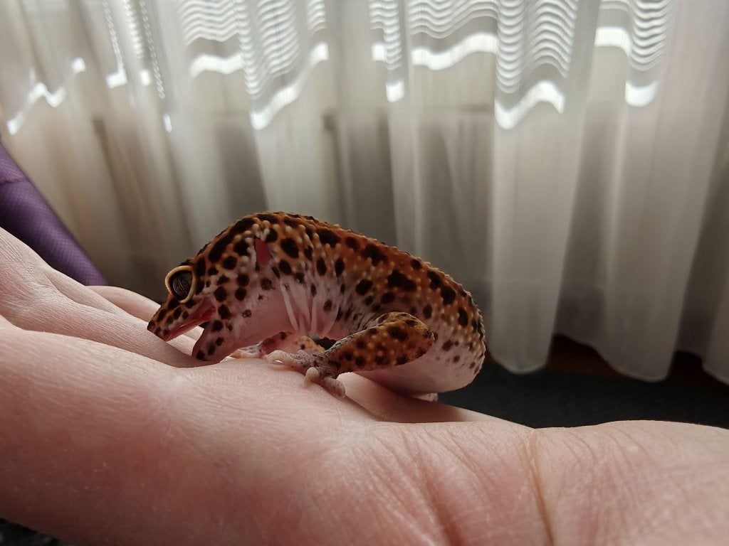 Luipaard gekko inclusief terarrium Leopard Gecko photo 8