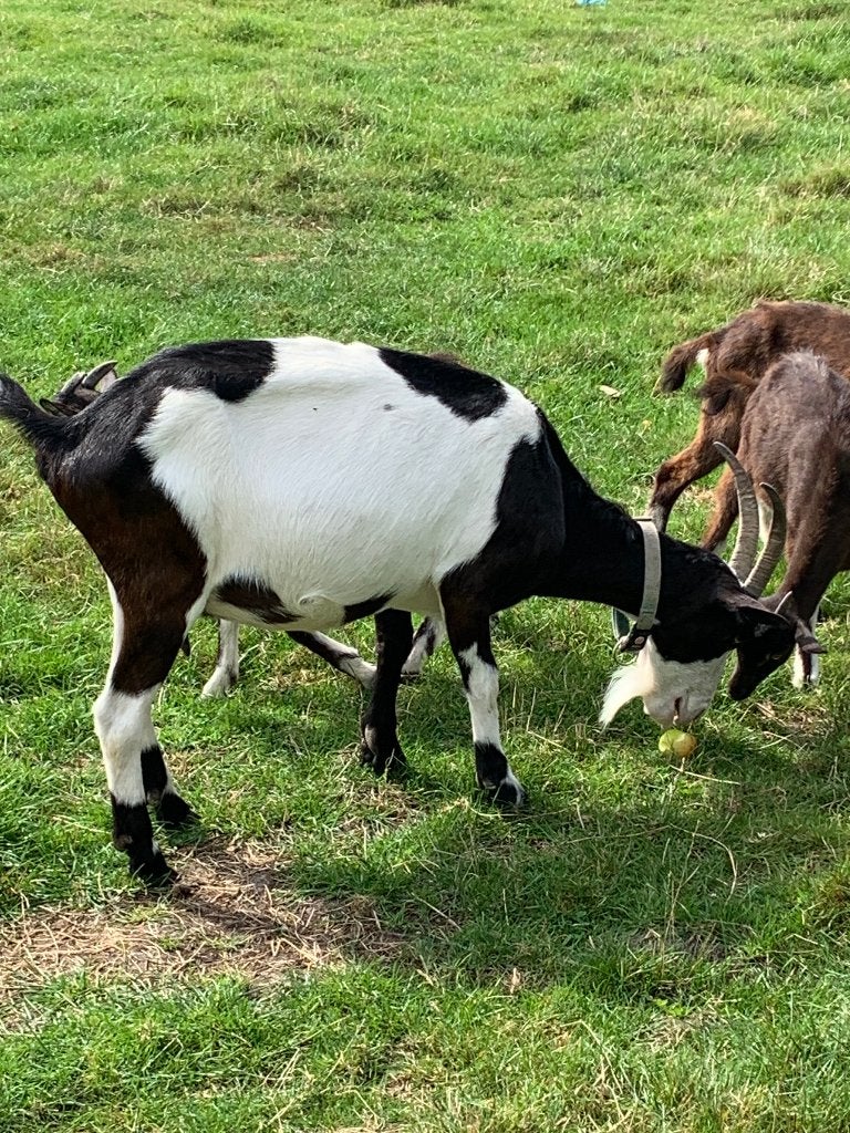 geitjes te koop, Dieren en Toebehoren, Vrouwelijk, Geit, 0 tot 2 jaar