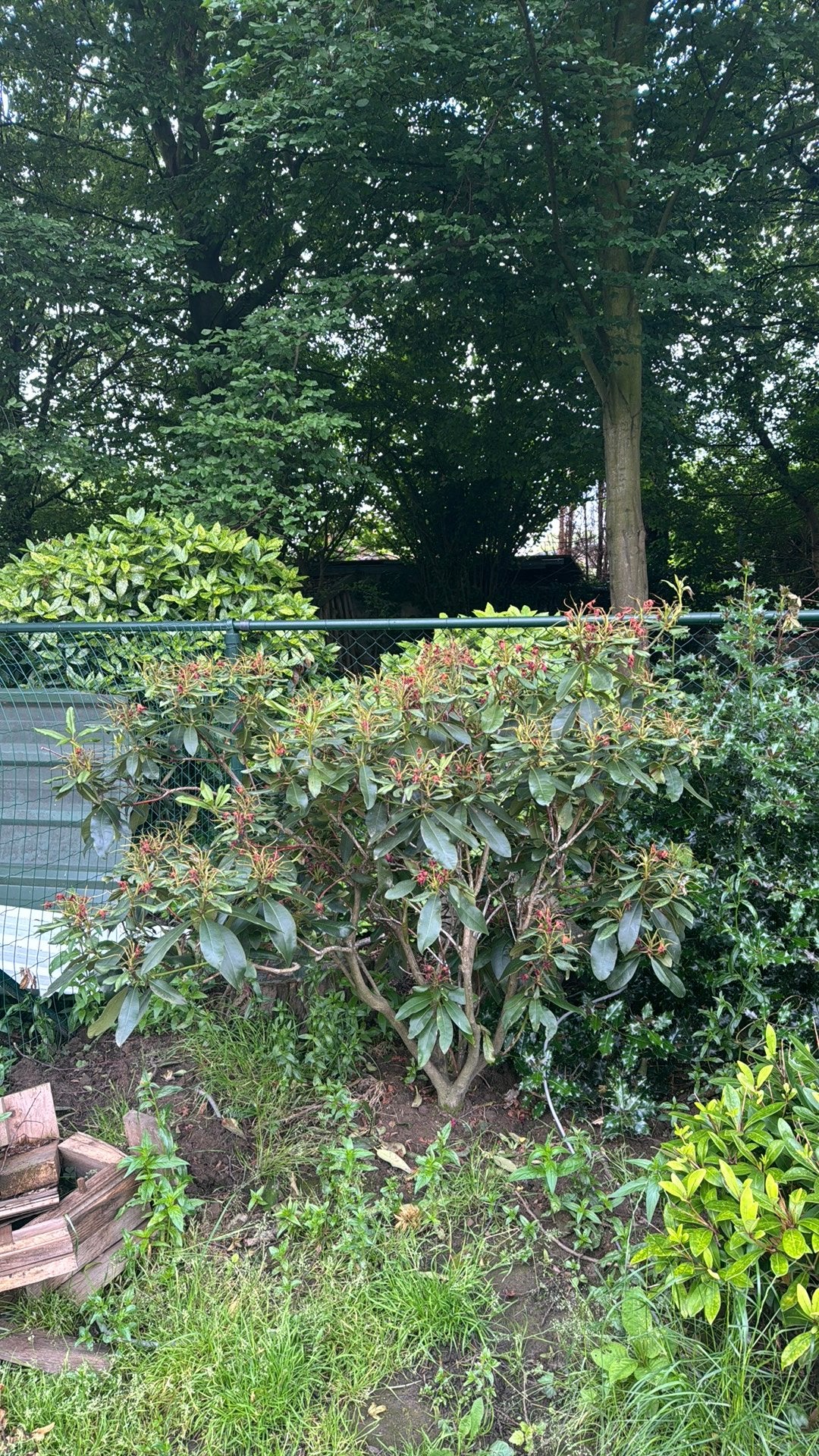 Rododendron struiken, Tuin en Terras, Planten | Bomen, Overige soorten, Minder dan 100 cm, Zomer, Ophalen