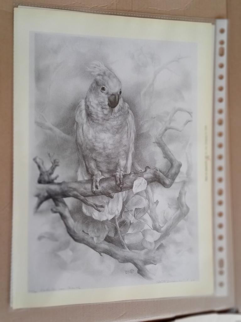 Aart van Dobbenburgh artikel, Antiek en Kunst, Kunst | Tekeningen en Foto's, Ophalen of Verzenden