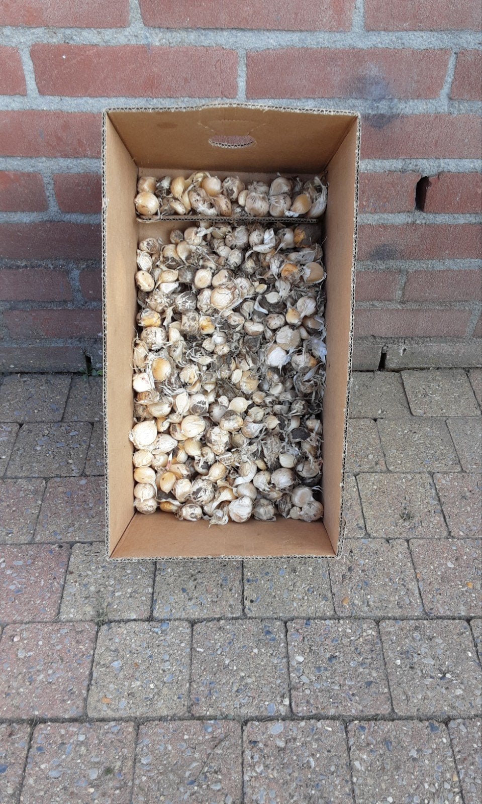 Allium bollen, Ophalen of Verzenden, Halfschaduw