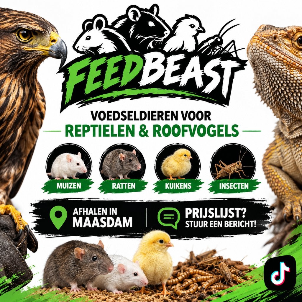 roofvogels voedsel dieren, Geslacht onbekend, Roofvogel