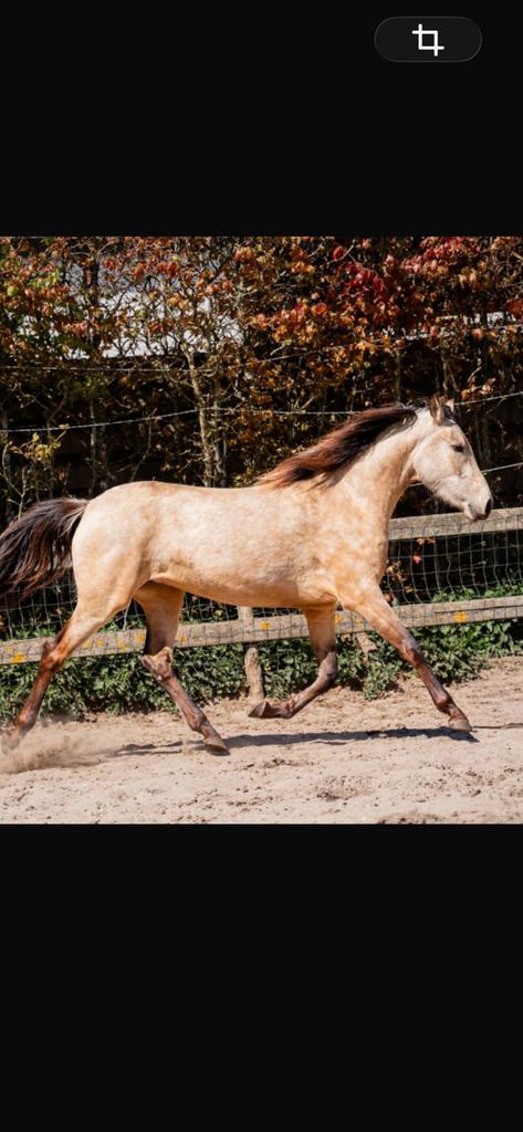 Lusitano x andalusier valk merrie  3 jaar, Dieren en Toebehoren, Merrie, Minder dan 160 cm, Dressuurpaard, 3 tot 6 jaar
