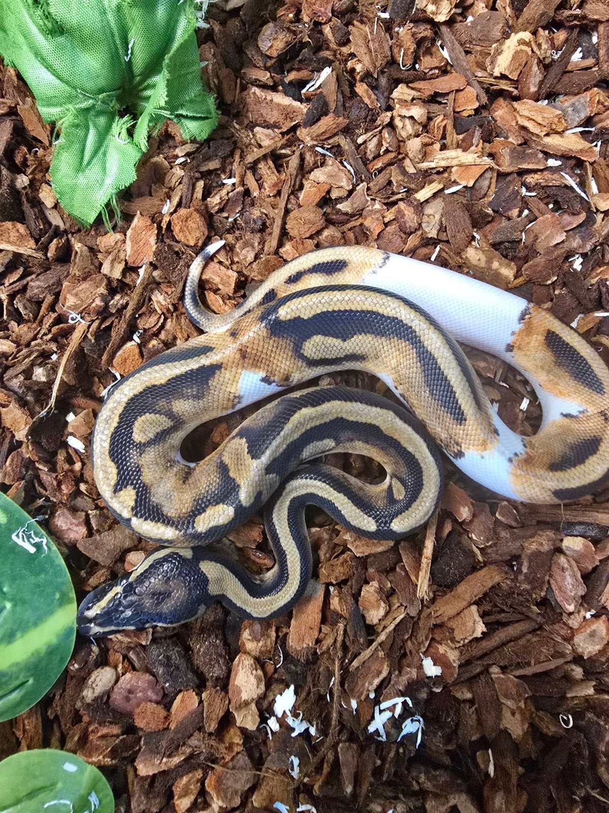 Koningspython (Python regius) – vele kleuren NK 2026 Ball Python photo 14