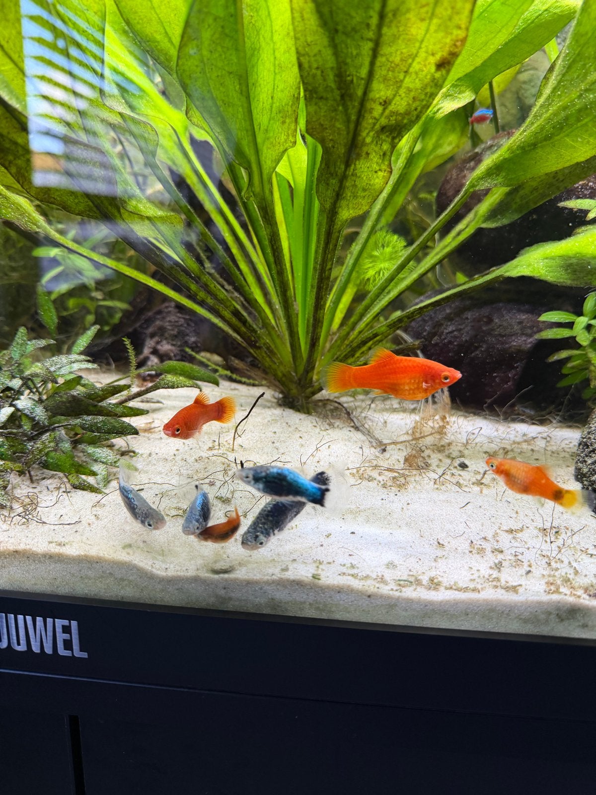 Platy’s vissen, Dieren en Toebehoren, Vis, Zoetwatervis, Schoolvis