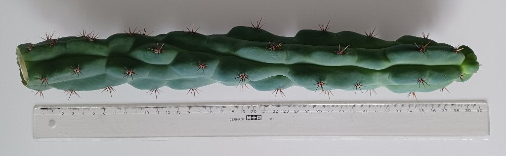 TPM Trichocereus Pachanoi Monstrose, te ruil., Ophalen, Cactus, Minder dan 100 cm, Volle zon