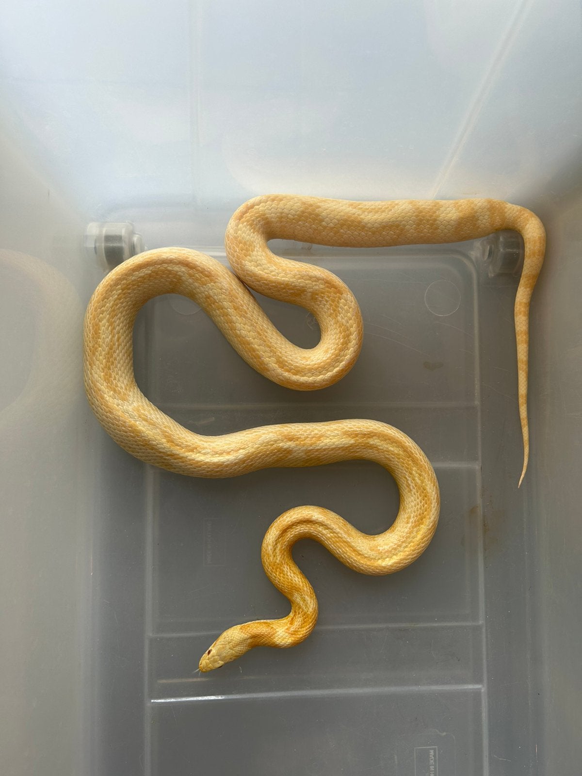 Korenslang te koop Corn Snake - female for sale from Meens