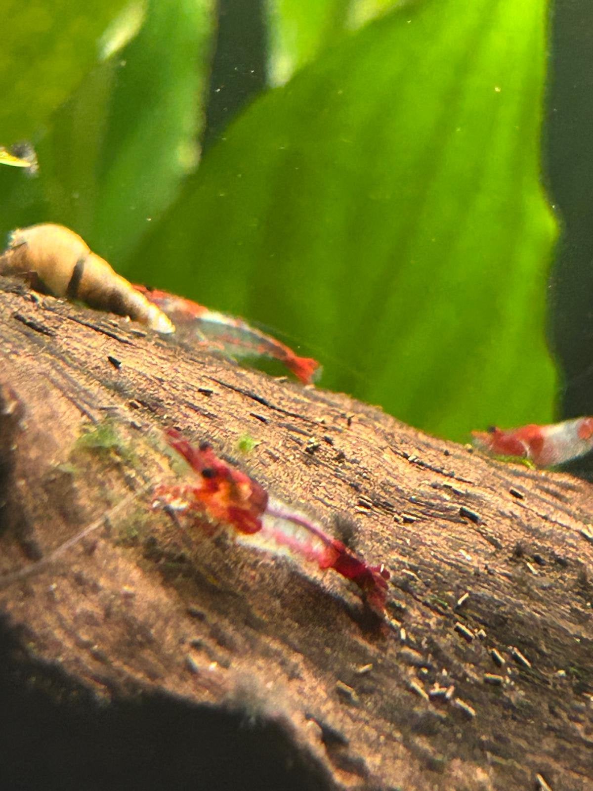 10 Red Rili Neocaridina Garnalen, Dieren en Toebehoren, Kreeft, Krab of Garnaal