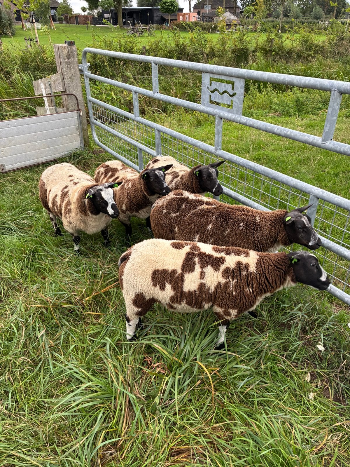 Te koop: bonte dekrammen, stamboek, Mannelijk, Schaap, 0 tot 2 jaar